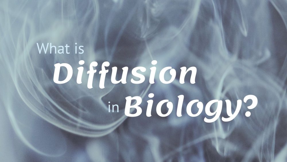 what is diffusion in biology